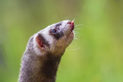 Imagem do Furão